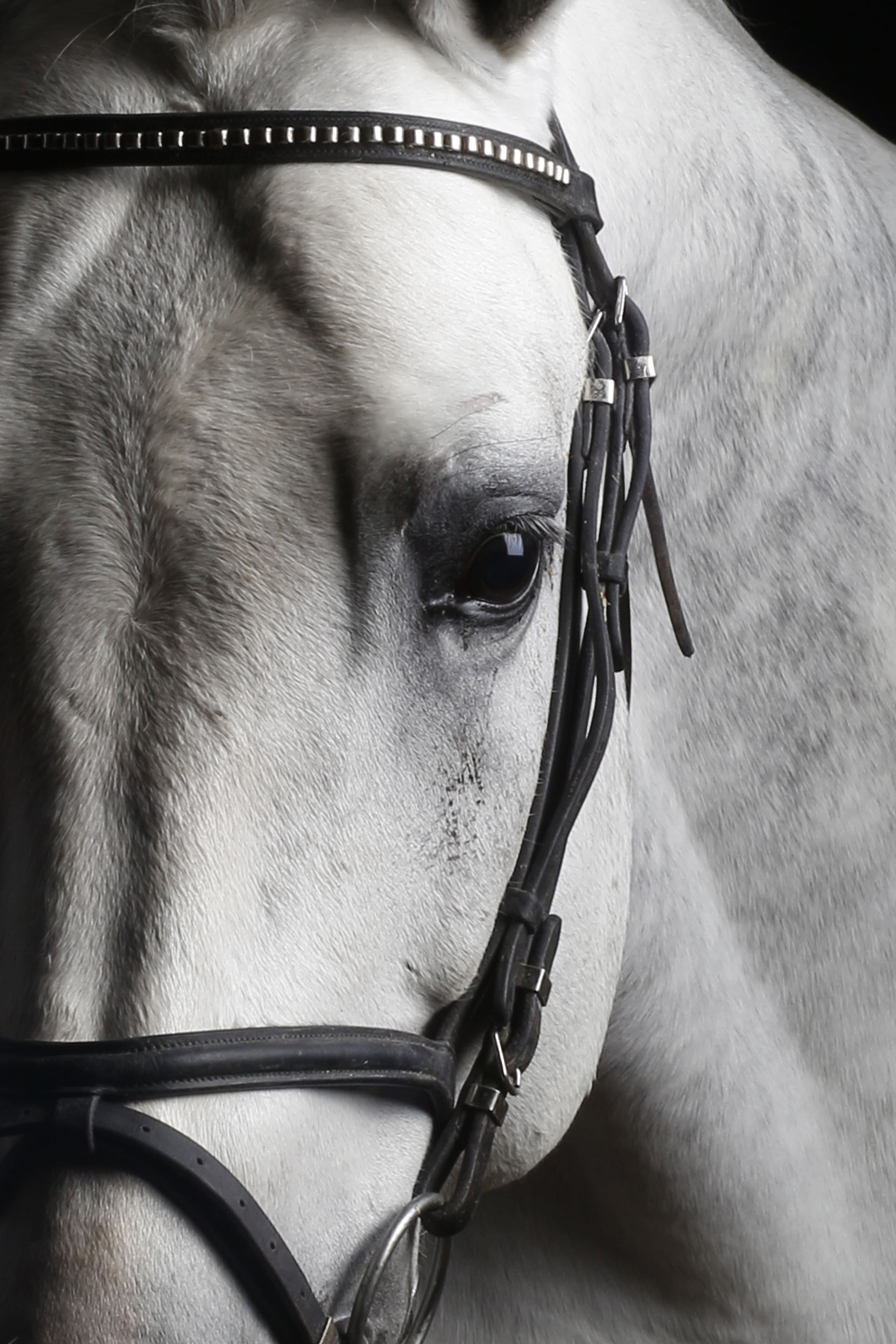 Close-up of a grey horse's eye and bridle against a dark background.